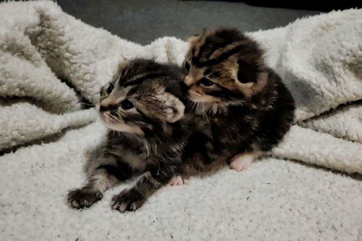 Woman Found Her Foster Kitten's Bonded Brother After They Were Separated at A Few Days Old