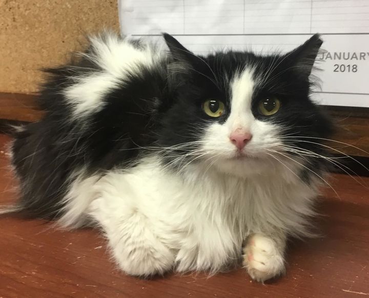 Overjoyed Feline Found in Snow Shows Endless Gratitude to Rescuers - Yeudon