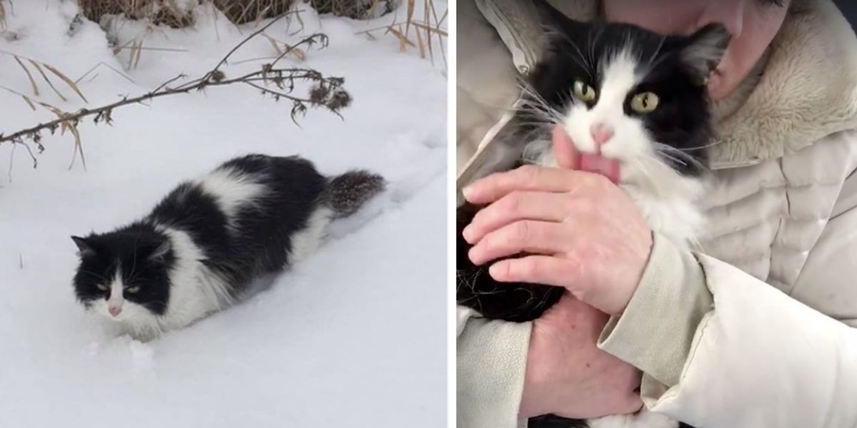 Cat Found in Snow is So Happy To be Saved She Can't Stop Thanking Her