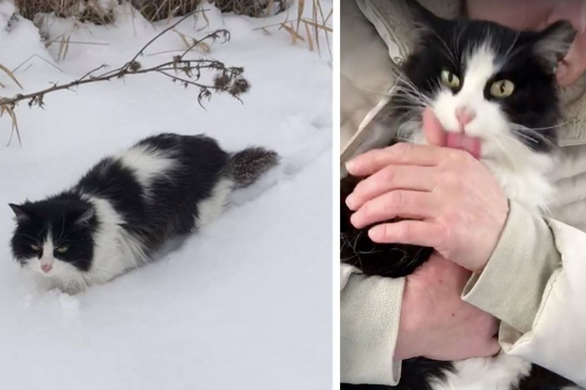 Cat Found in Snow is So Happy To be Saved She Can't Stop Thanking Her Rescuers