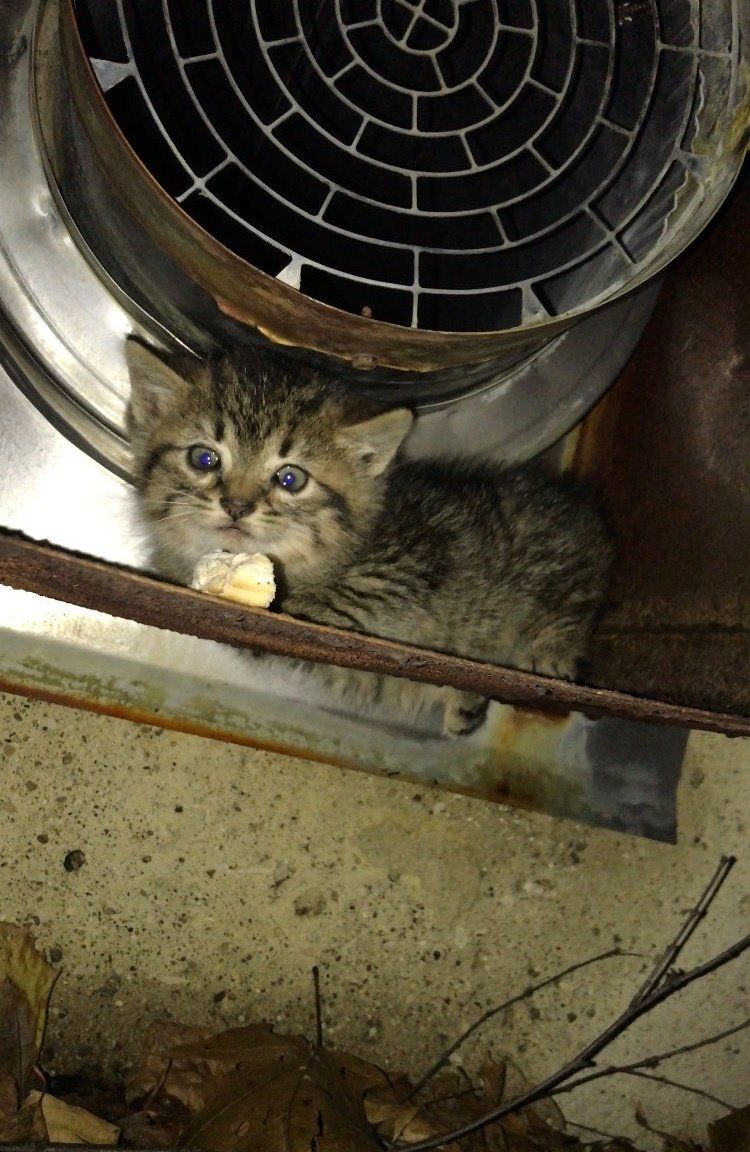 Woman Saved Hissy Kitten Freezing Outside Of Workplace A Heat Pad Jenna U Catstolemypancake