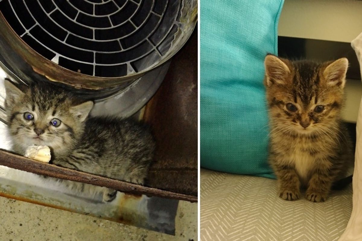 Woman Saved Hissy Kitten Freezing Outside Of Workplace - A Heat Pad and Love Changed Everything