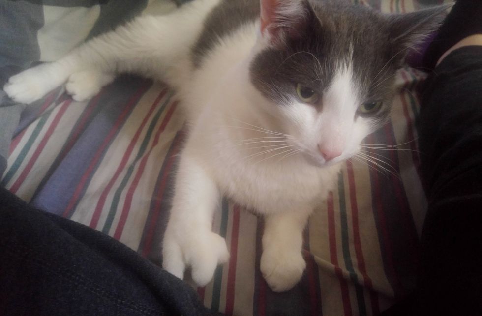 Cat With Spock Paw Shows Up At A Couple S Door Meowing To Be