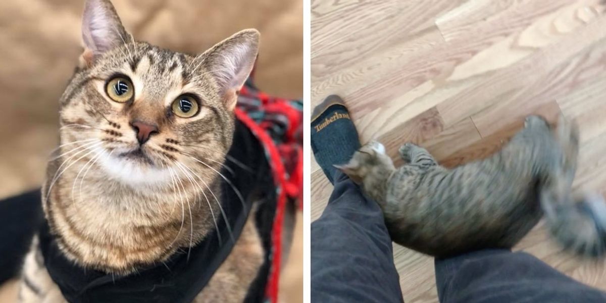 Man Gives Shelter Cat a Home and Now Can't Walk Anywhere Without Her