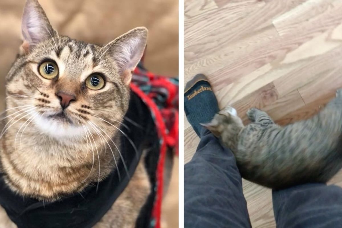Man Gives Shelter Cat a Home and Now Can't Walk Anywhere Without Her Wanting Love
