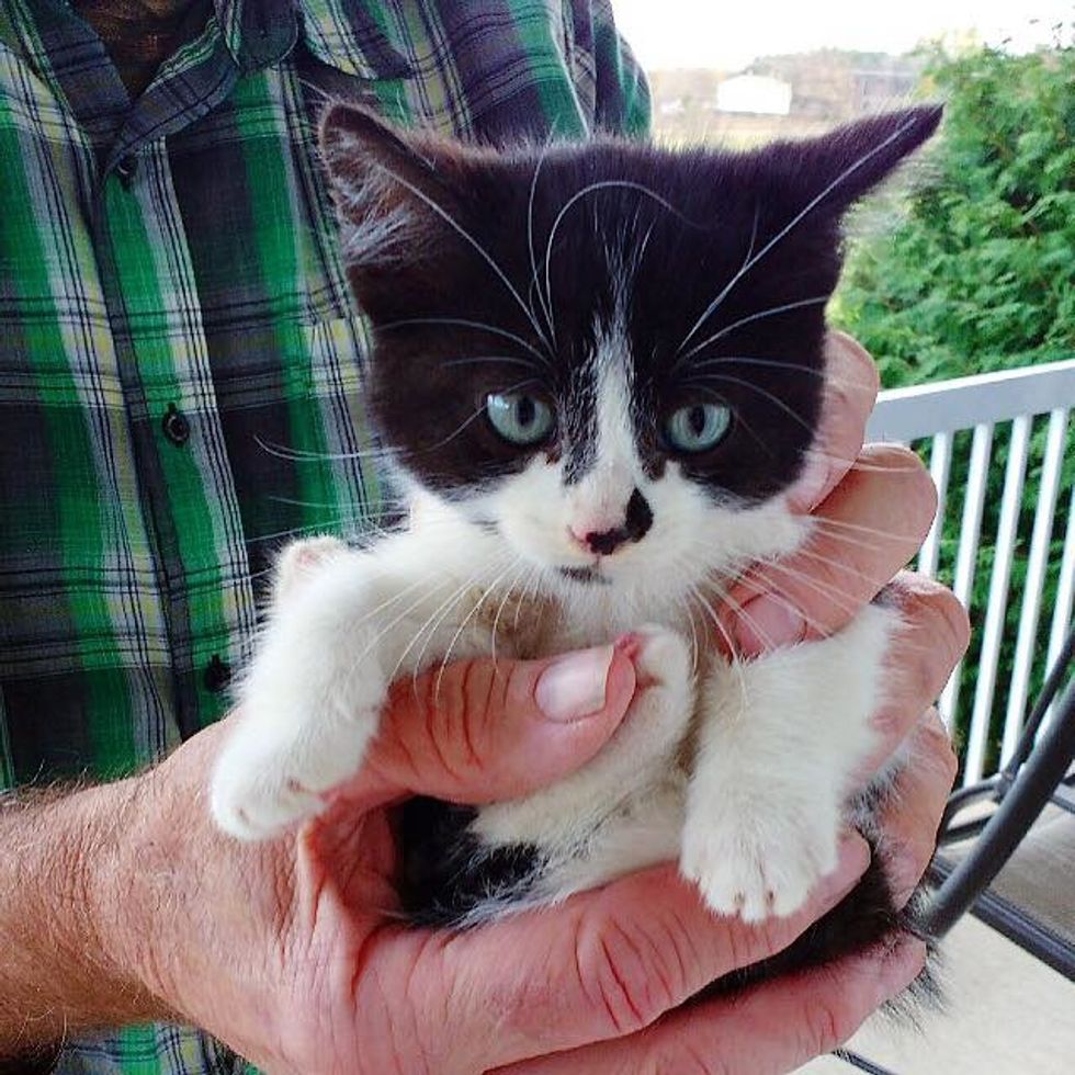 Stray Kitten Scratches Door to Get Help and Decides She Will Run Every
