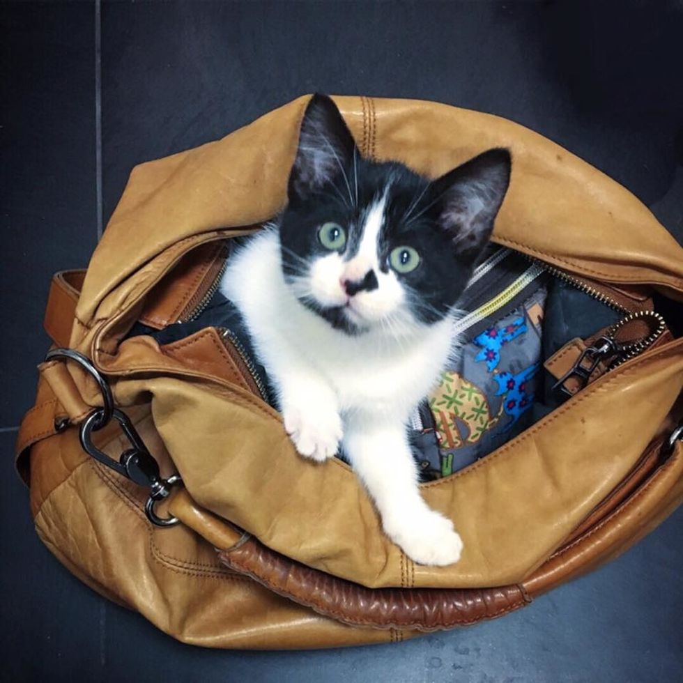 Stray Kitten Scratches Door to Get Help and Decides She Will Run Every