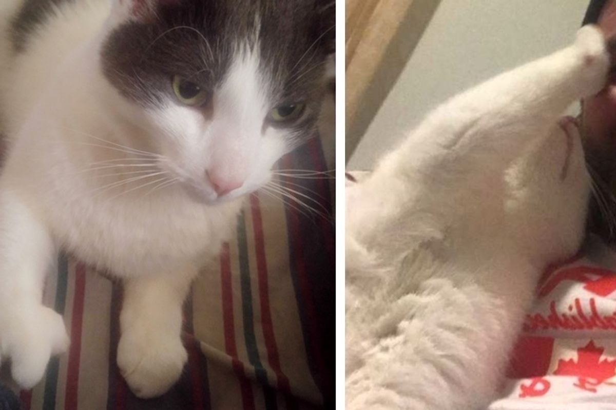 Cat With "Spock" Paw Shows Up at a Couple's Door, Meowing to Be Let In and Quickly Steals Their Hearts