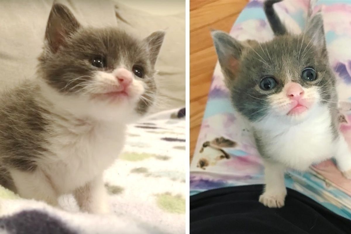 Runty Kitten Found Barely Hanging On, Got Second Chance and Grew To Be Gorgeous Cat.