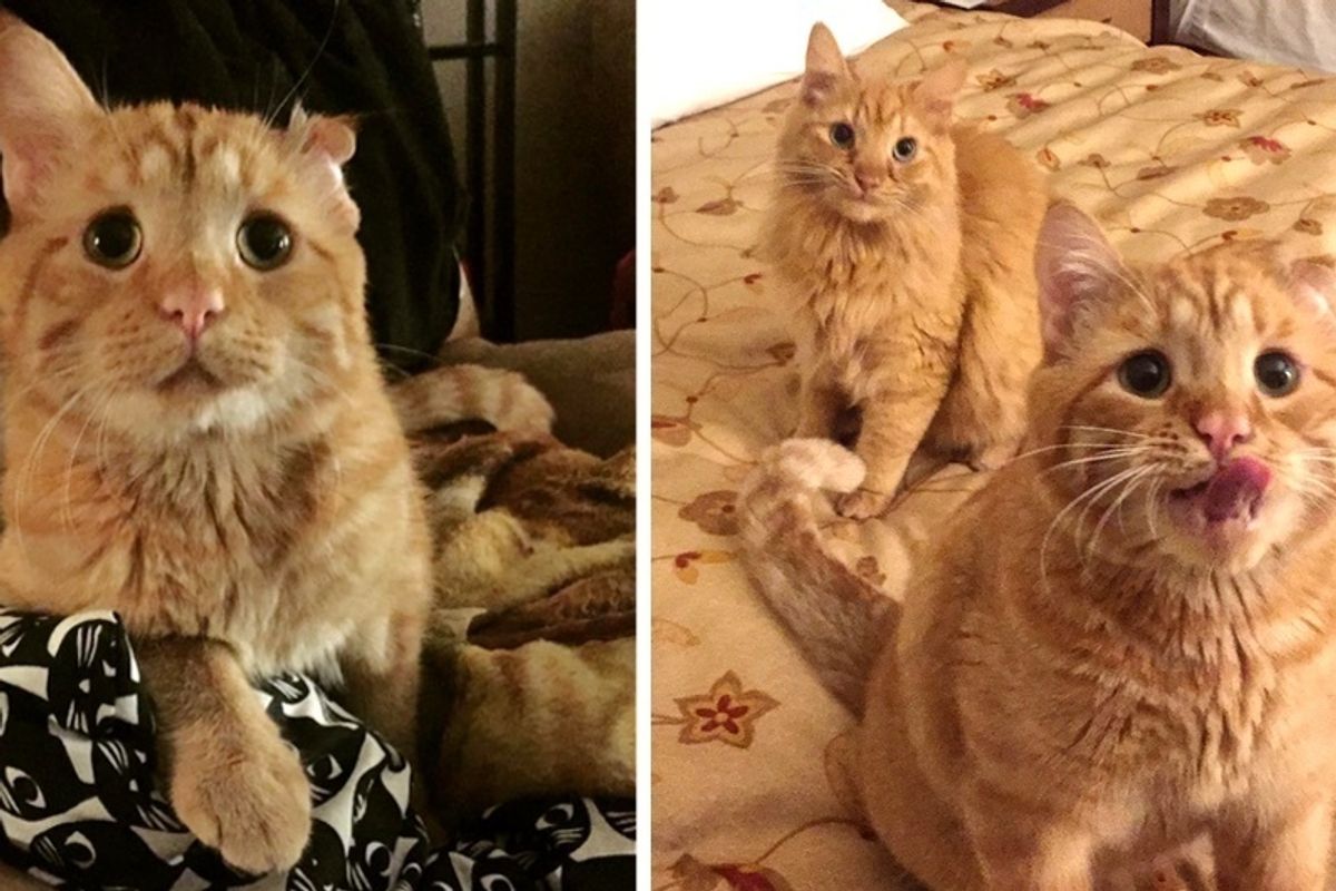 Former Shelter Cat Takes to Wobbly Kitty Who Needed Someone to Love