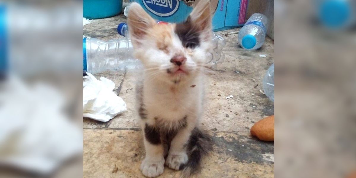 Man Saves Blind And Deaf Kitten And Raises Her Into A Beautiful Calico Cat Now 7 Months Later Love Meow