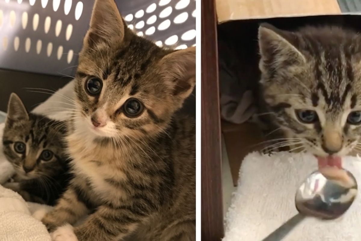 Man Saves Kitten Off Streets But Meowing Continues Until He Finds His Brother