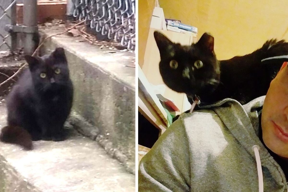 Feral Cat Becomes Man's Shoulder Kitty After Months of Him Trying to Win Her Trust