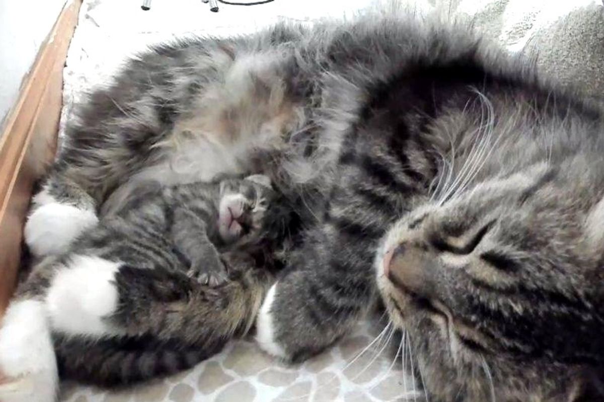 Kitten Born 4 Days After Others, Never Leaves Cat Mother's Side, Now 4 Months Later.