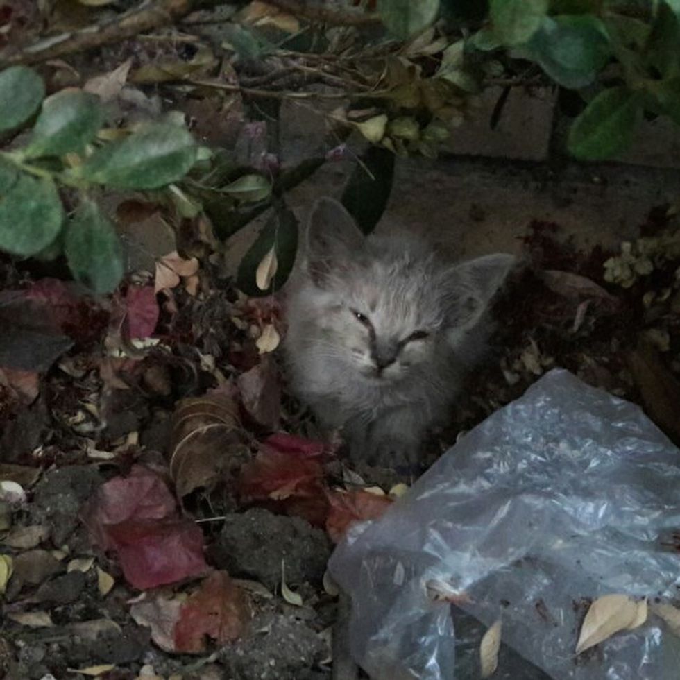 Kitten With Raspy Meow Calls Out for Help from a Bush and Gets Rescued