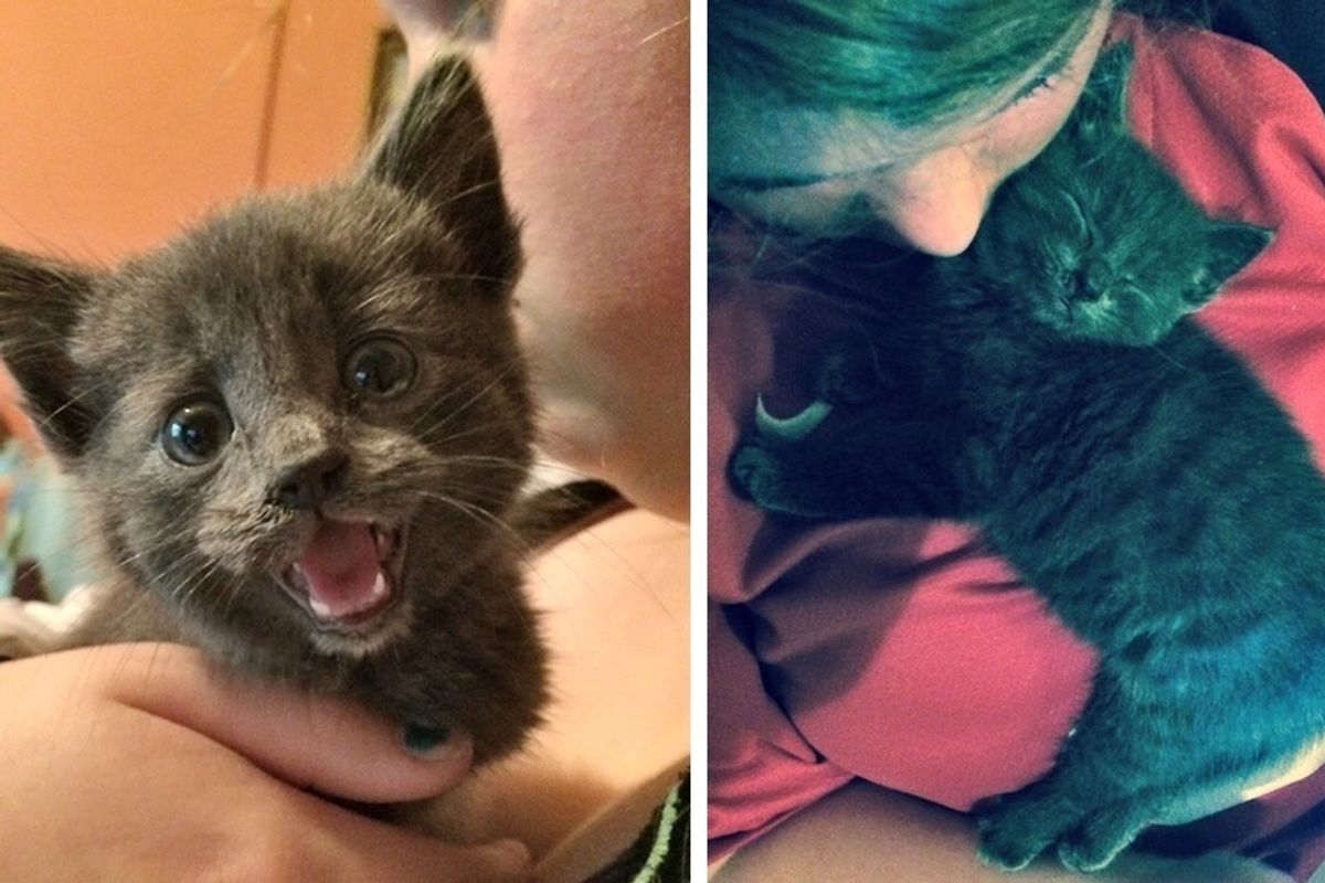 Stray Kitten Found In a Hedge Gets Her First Cuddle and Everything Changes, Now 2 Years Later.