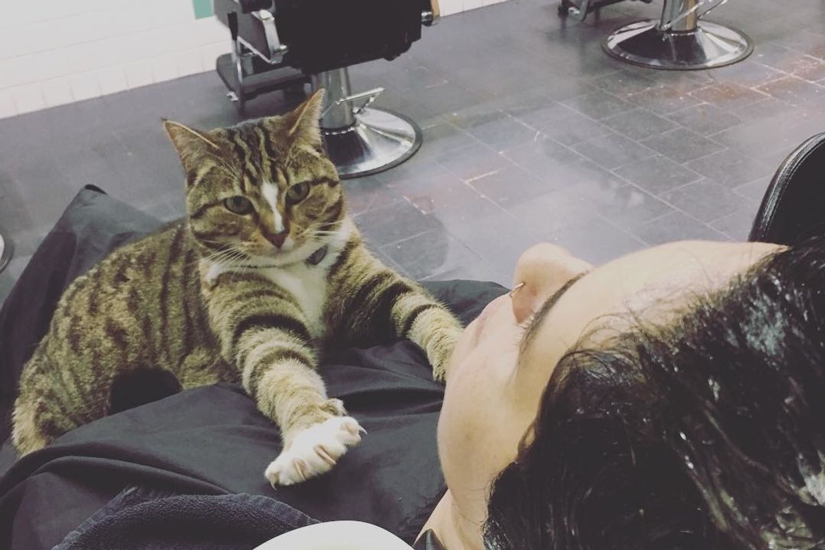 Cat Helps Run Hair Salon for 4 Years and Never Takes a Day Off - She Has an Important Job