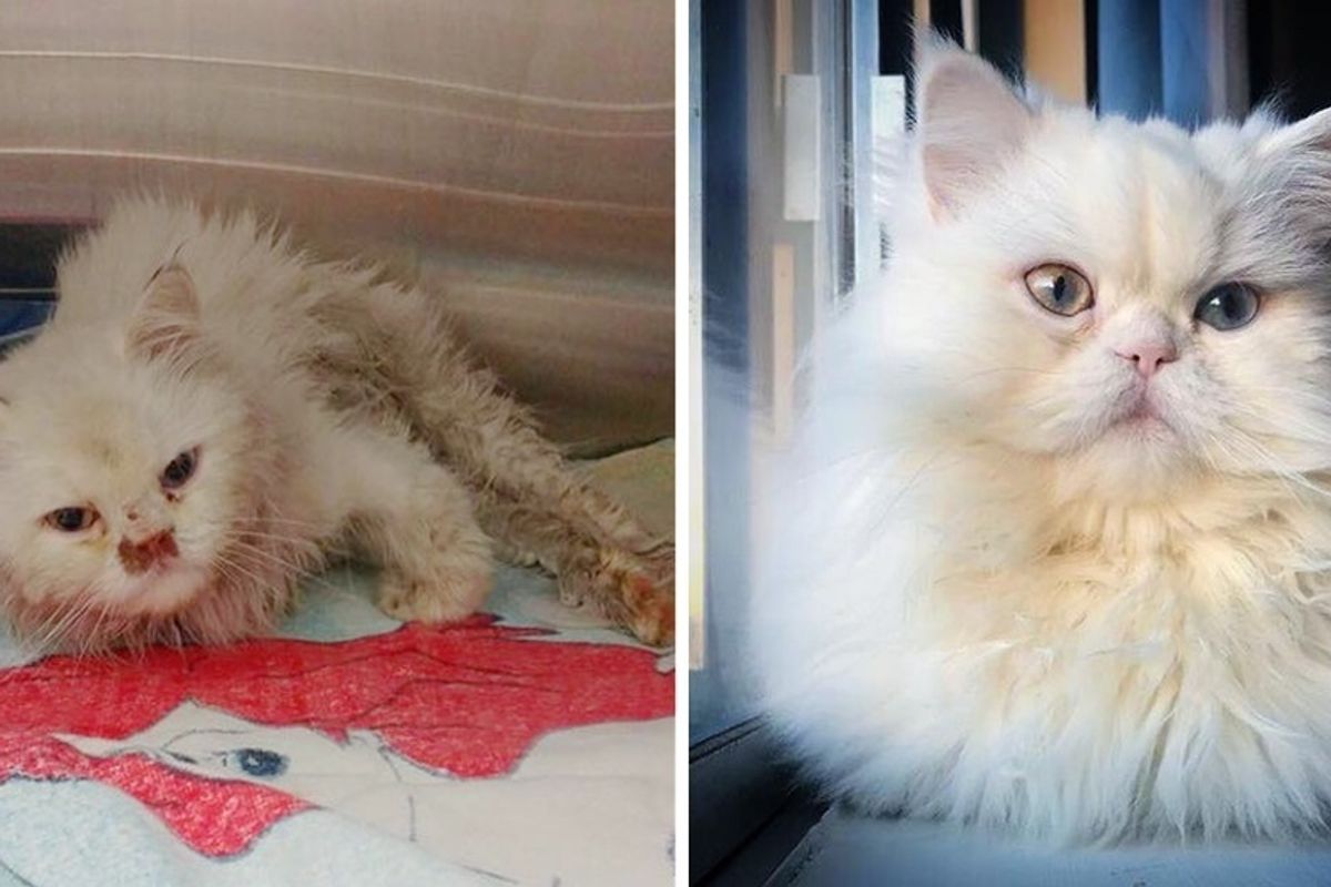 Scraggly Cat Found on the Edge of Highway Gets Her Glorious Fluff Back