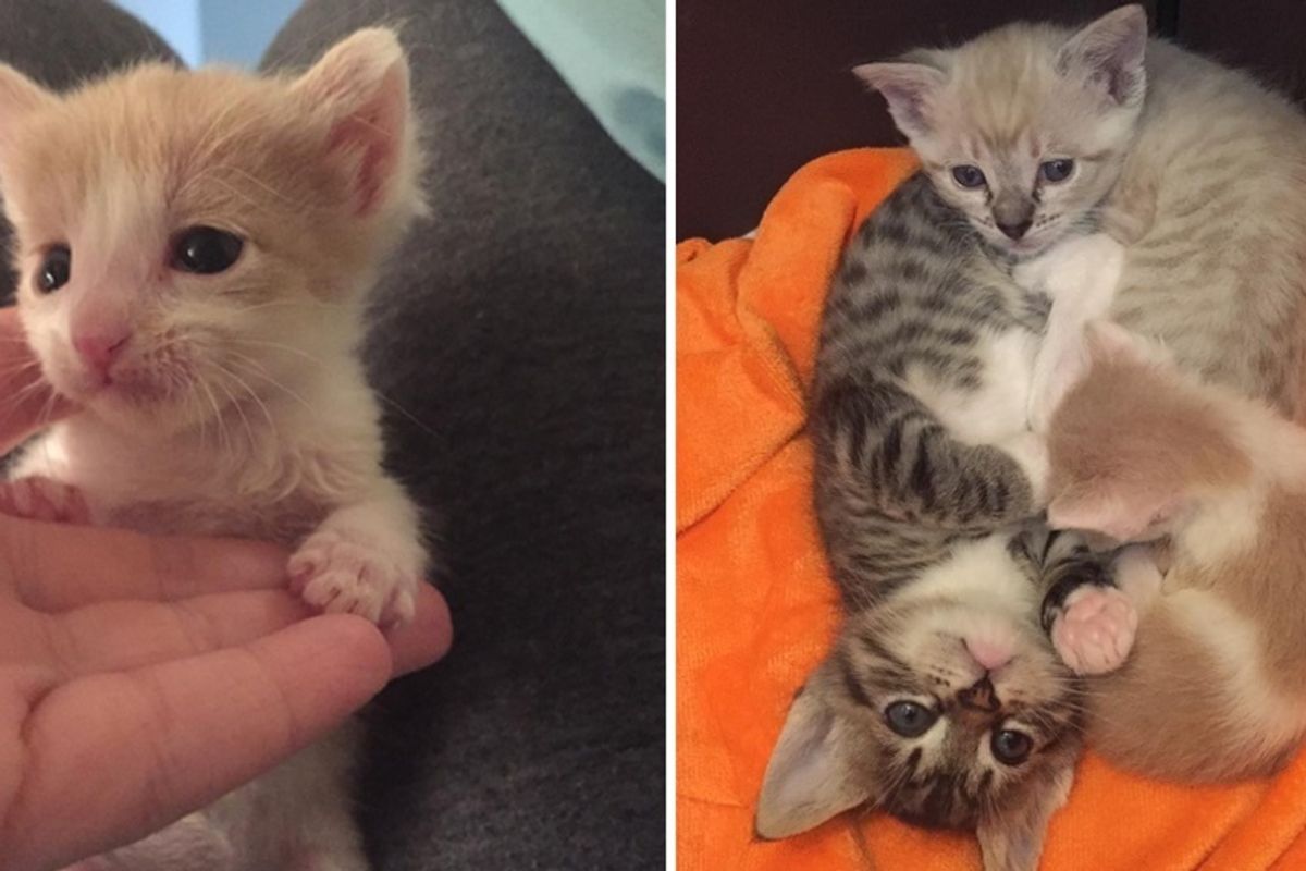 Abandoned Kitten Found Love in 2 Bigger Kitties and It Changed Everything, Now a Year Later.