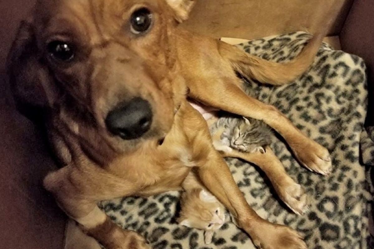 Dog Mourning Her Pups Until Two Orphaned Kittens Showed Up Needing a Mom.