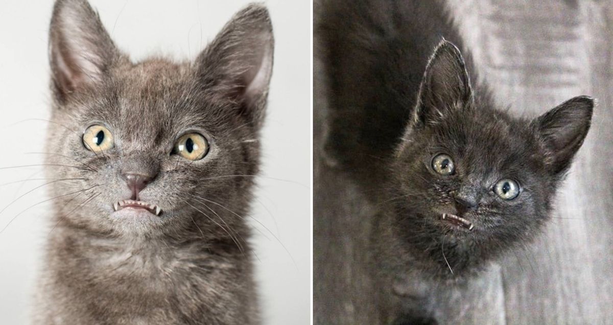 Kitten With Toothy Smile Was Brought Back From the Brink and Fights to Live