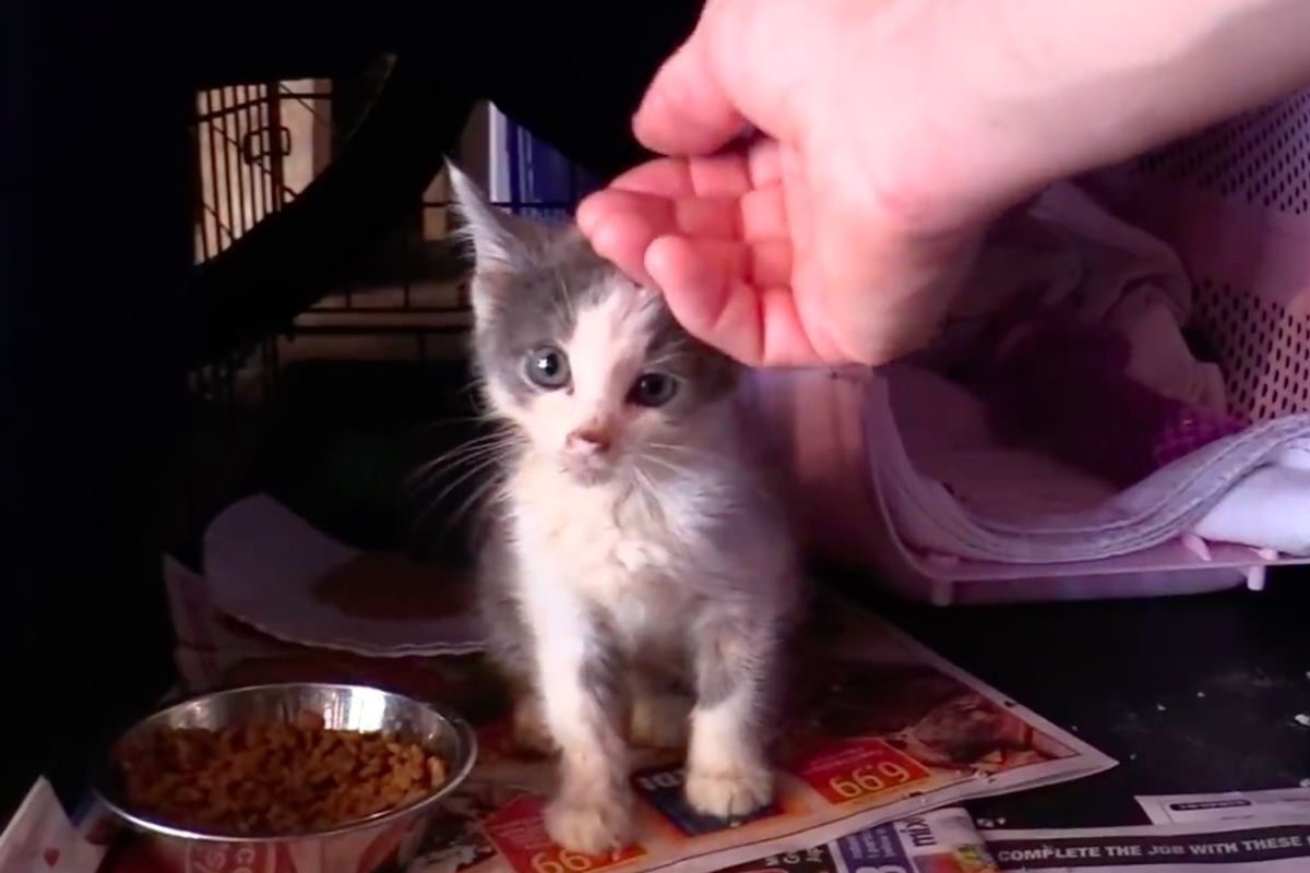 Cat Man and Team Bring Kitten Back to Life and Help Her Find Her Meow - Now 5 Months Later.