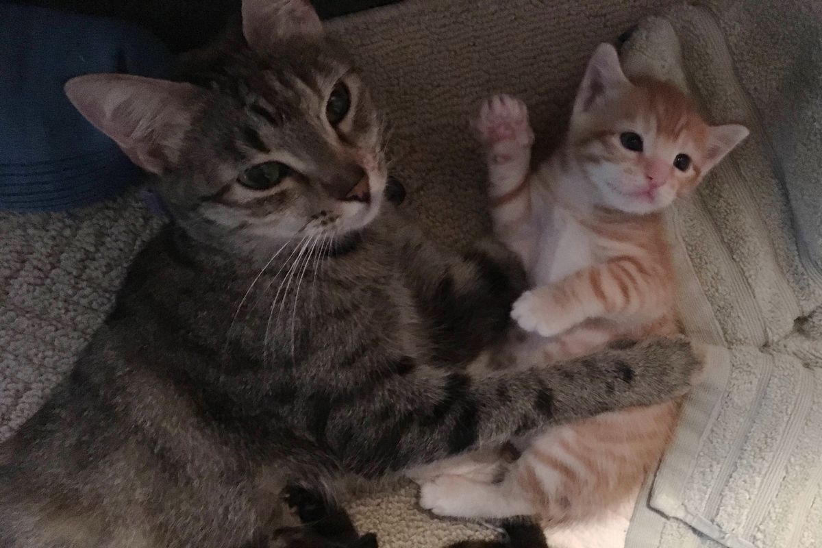 Stray Cat Comes to Family's Door With 2 Kittens and Surprises Them With More that Need Help.