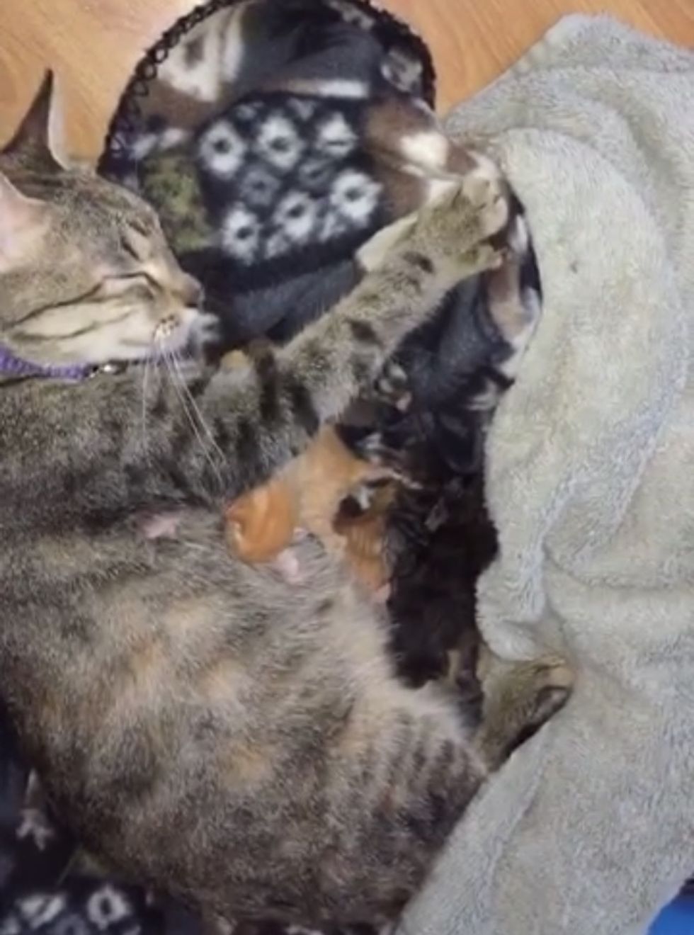 Stray Cat Comes to Family's Door With 2 Kittens and Surprises Them With