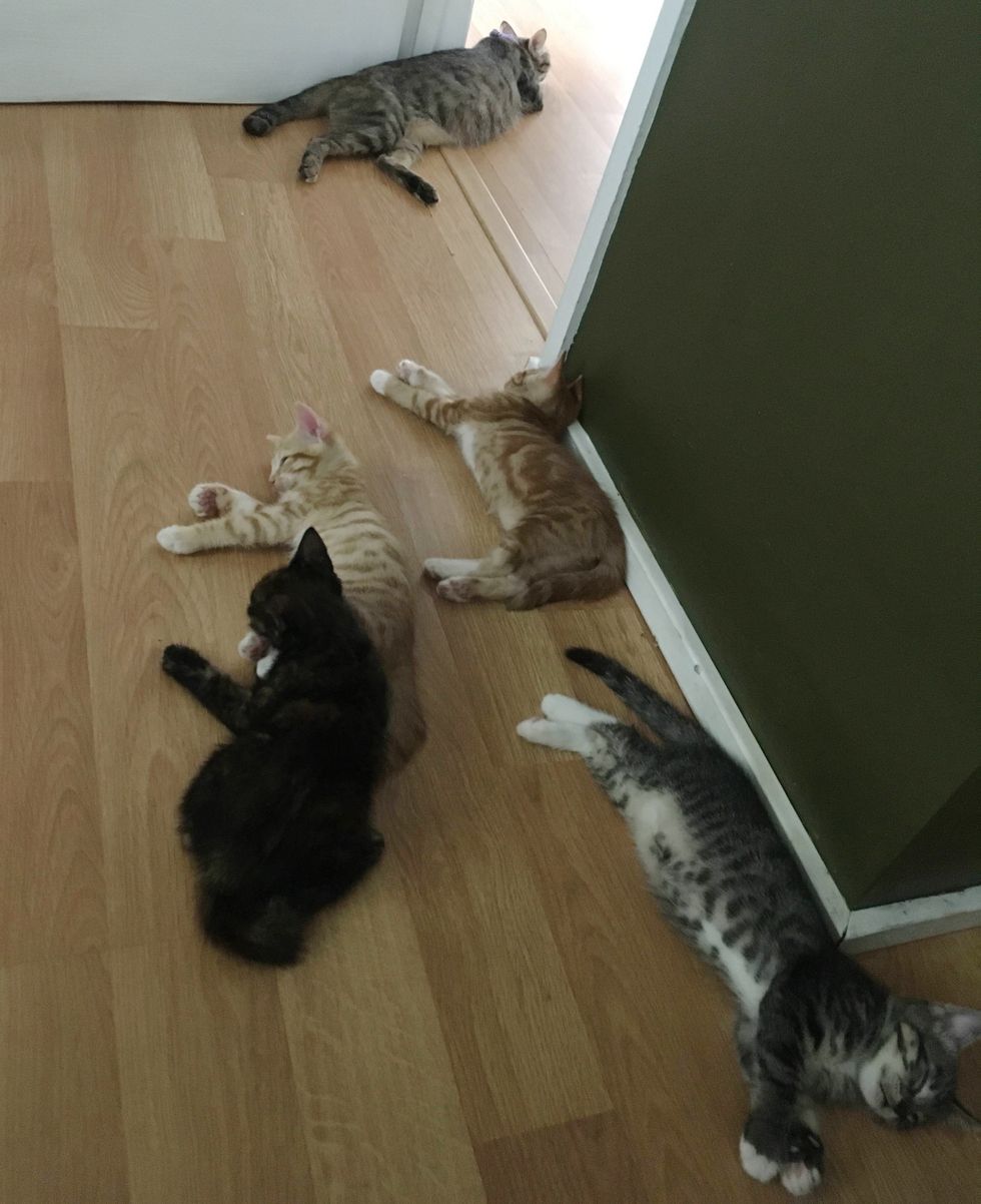 Stray Cat Comes to Family's Door With 2 Kittens and Surprises Them With