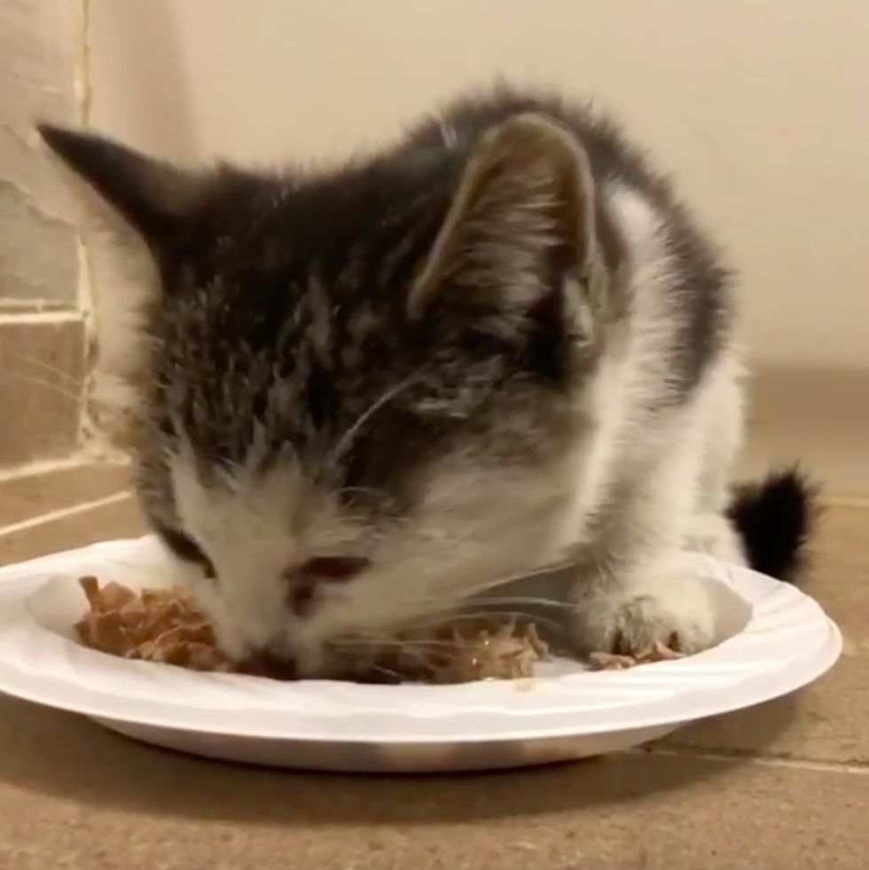 Street Kitten Delivered by Postal Worker Who Found Her Running In Front ...