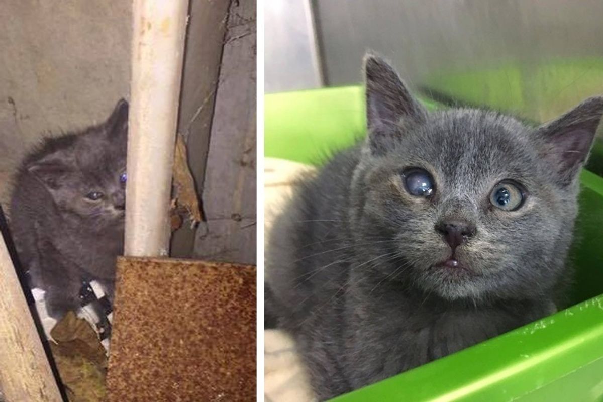Barn Kitten Gets Help to See Again and Surprises Rescuers With His Adorable​ Crossed Eyes