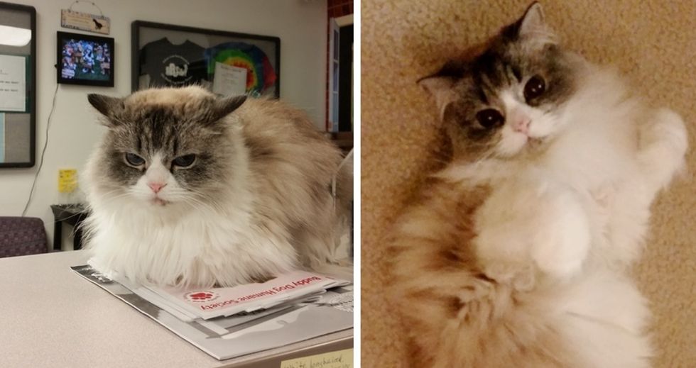 Grumpy Shelter Cat Gets Adopted. Doesn't He Look Happy Now? - Love Meow