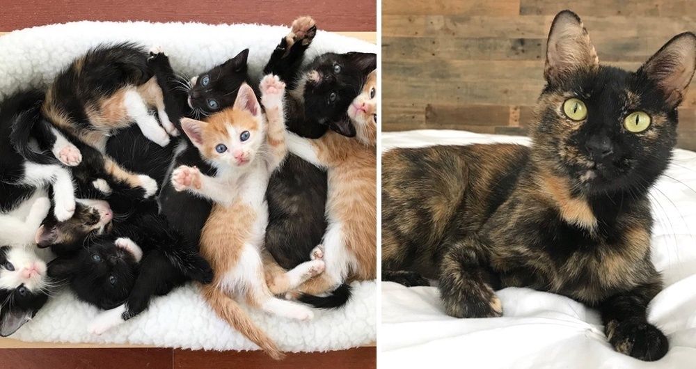 fussie cat ingredients