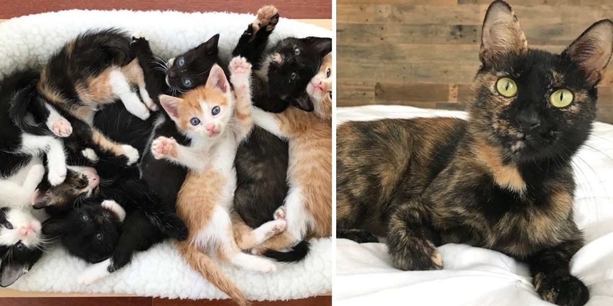 Rescue Cat Mama Gets Help for Her 7 Kittens After Trying to Keep Them