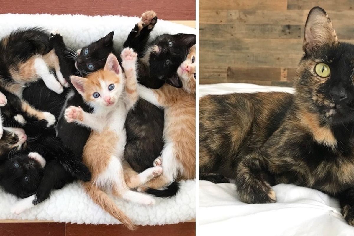 Rescue Cat Mama Gets Help for Her 7 Kittens After Trying to Keep Them All Alive on Her Own