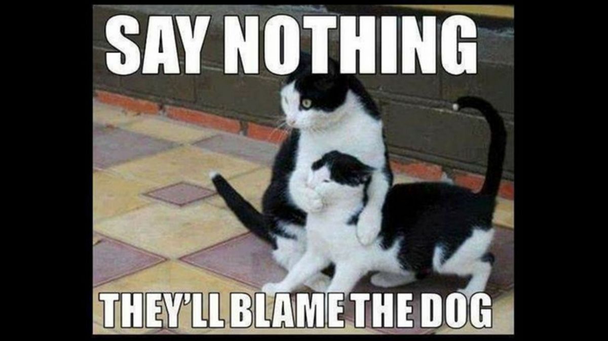 National Cat Day 2017: 10 Funny Memes