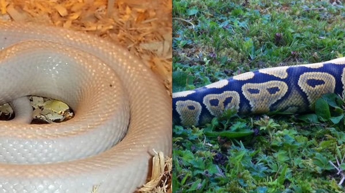 PHOTOS: Snakes Wearing Hats Makes Them More Approachable