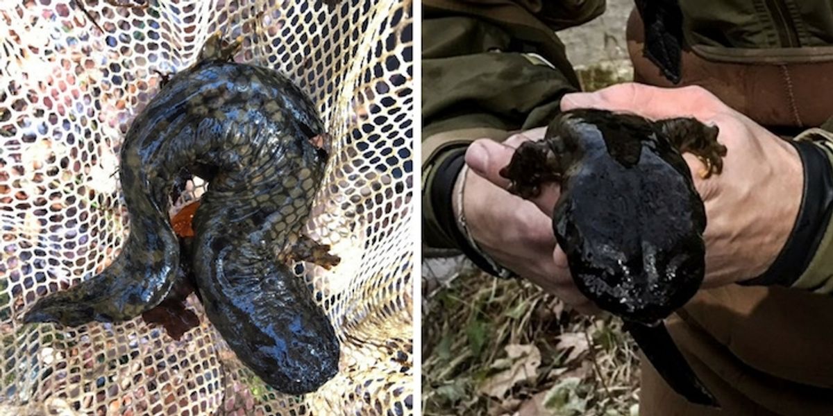PHOTO: Mysterious 'Monster' Is Either Dragon, Demon, or Hellbender
