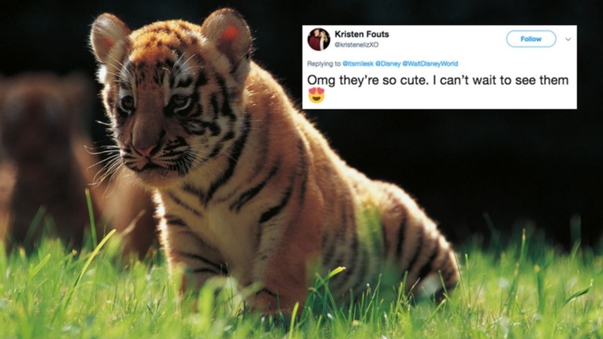 WATCH: Disney World Debuts 2 Sumatran Tiger Cubs