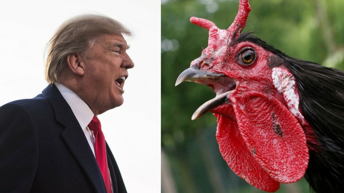 REPORT: Trump to Roll Back Humane Treatment of Organic Chickens