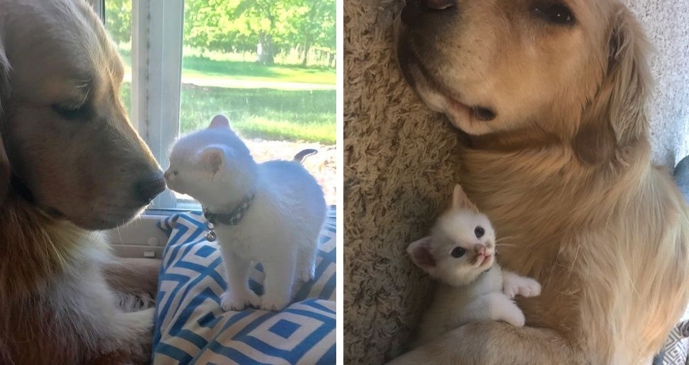 Kitten with Thumbs Found Love in Giant Dog Who Raised Him Into the Cuddliest Cat.