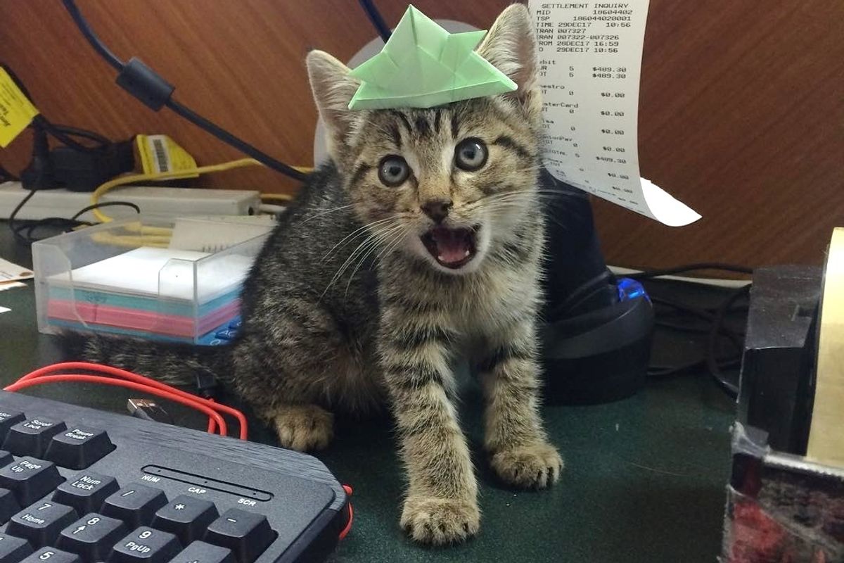 Hissy Kitten Experiences Love for the First Time and It Changes Everything.