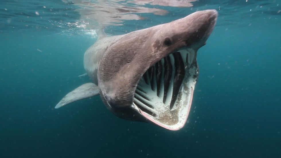 Evolution of the Basking Shark