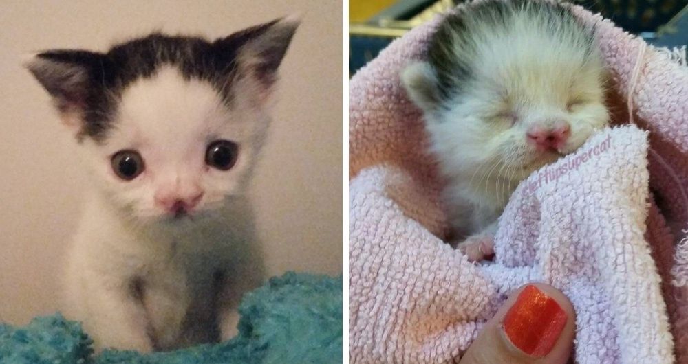 Kitten Born with Cleft Lip Saved At a Few Days Old and Grew to Be a
