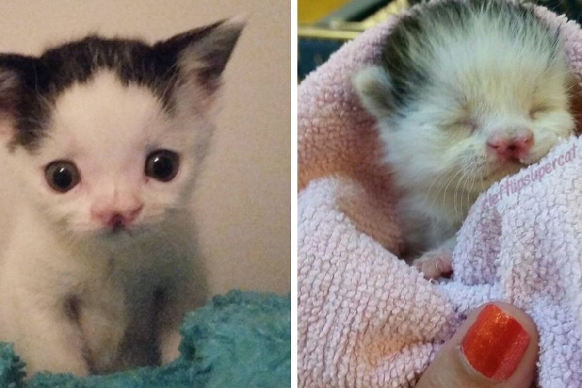Kitten Born with Cleft Lip Saved At a Few Days Old and Grew to Be a Gorgeous Lady Cat