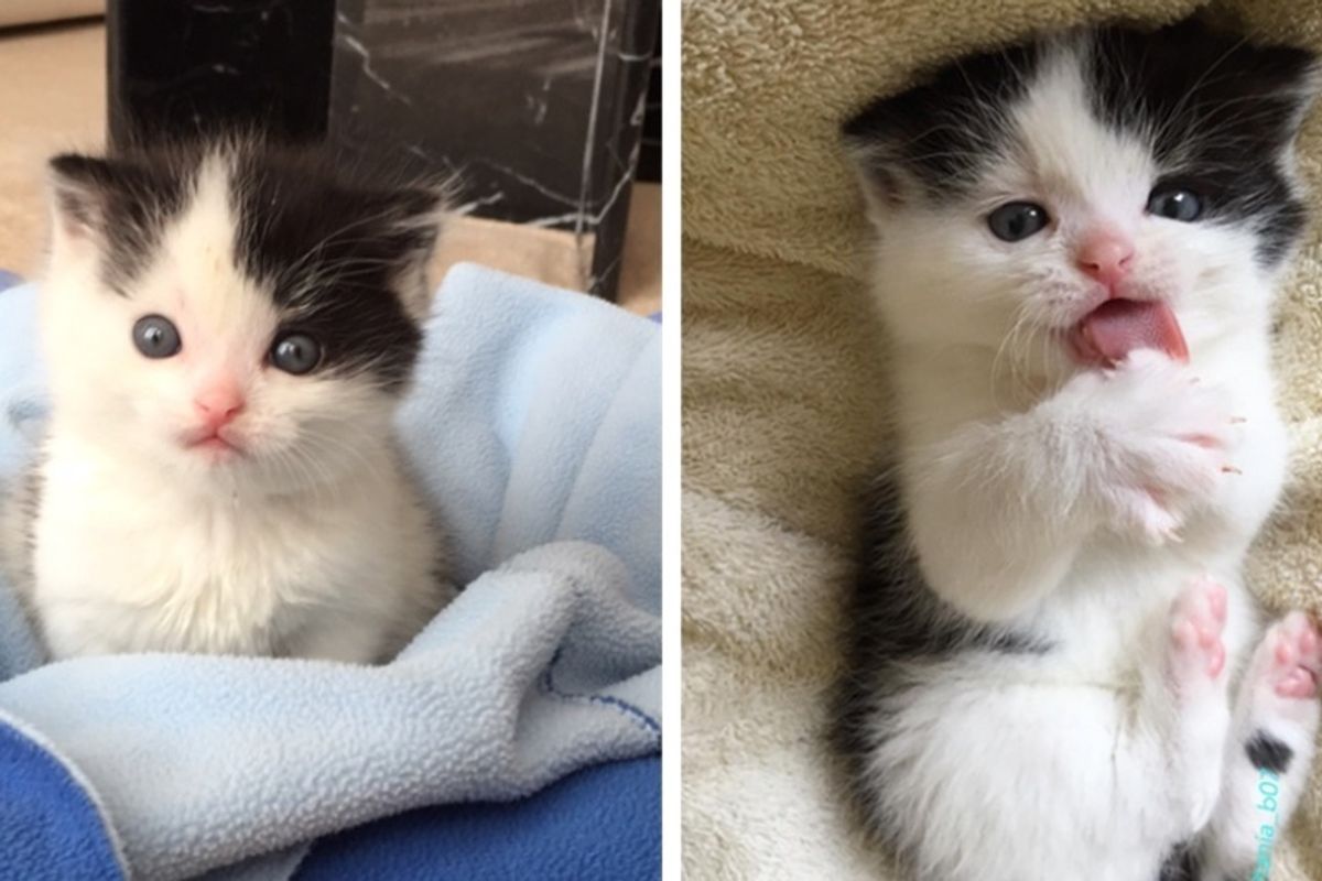 Lonely Kitten Rescued By Dog, Couldn't Stop Snuggling When Given a Foster Home