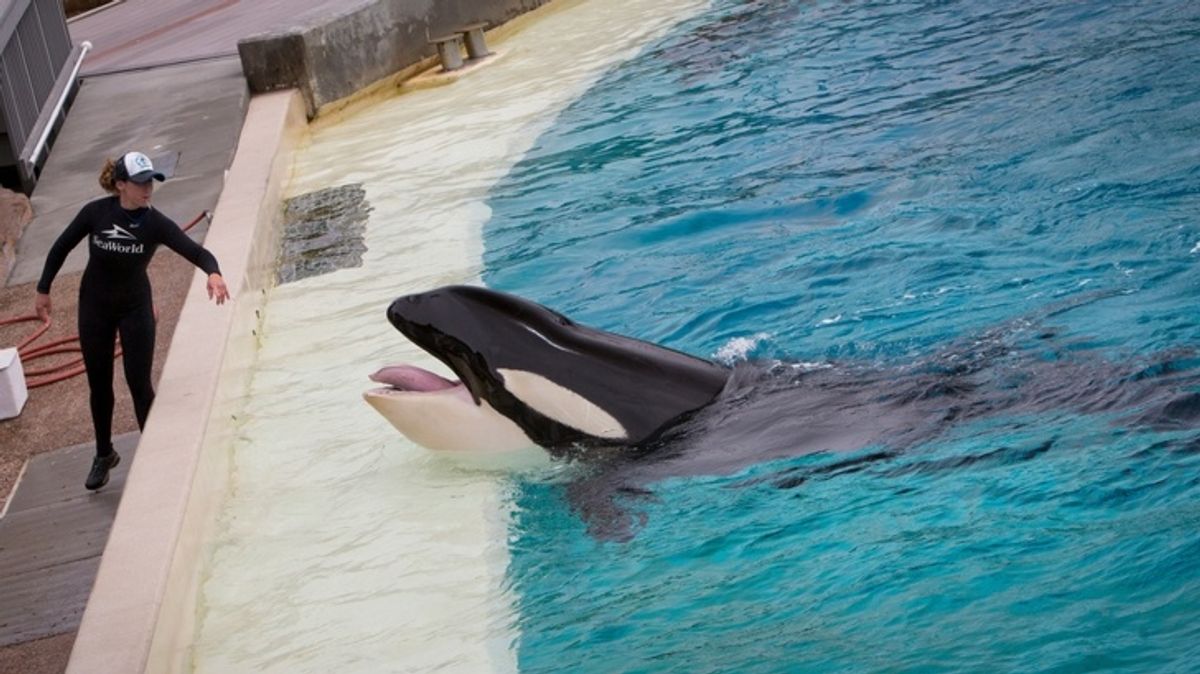 Wikie the Killer Whale Has Learned How to Mimic Human Speech, According to Scientists