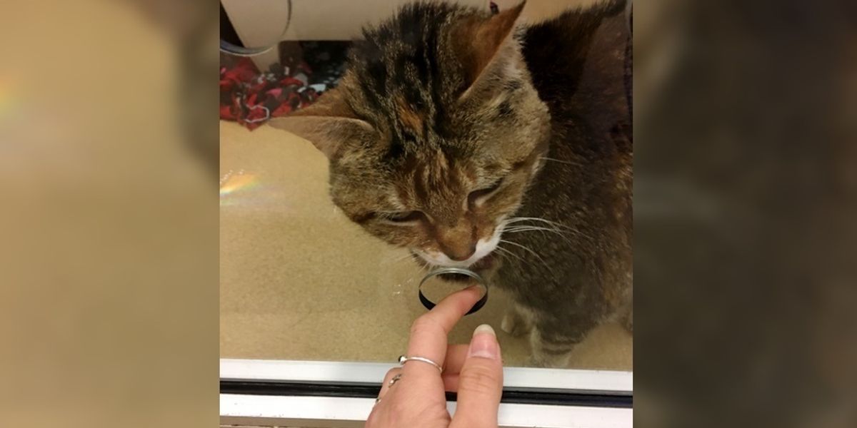 After 13 Years, Shelter Cat Finally Found Someone She Had Been Waiting