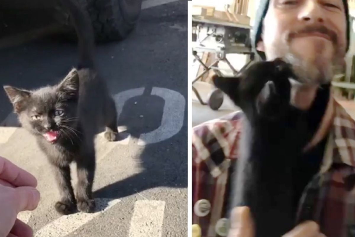 Man Captures Moments of Him Being Chosen by a Stray Kitten At His Woodshop.