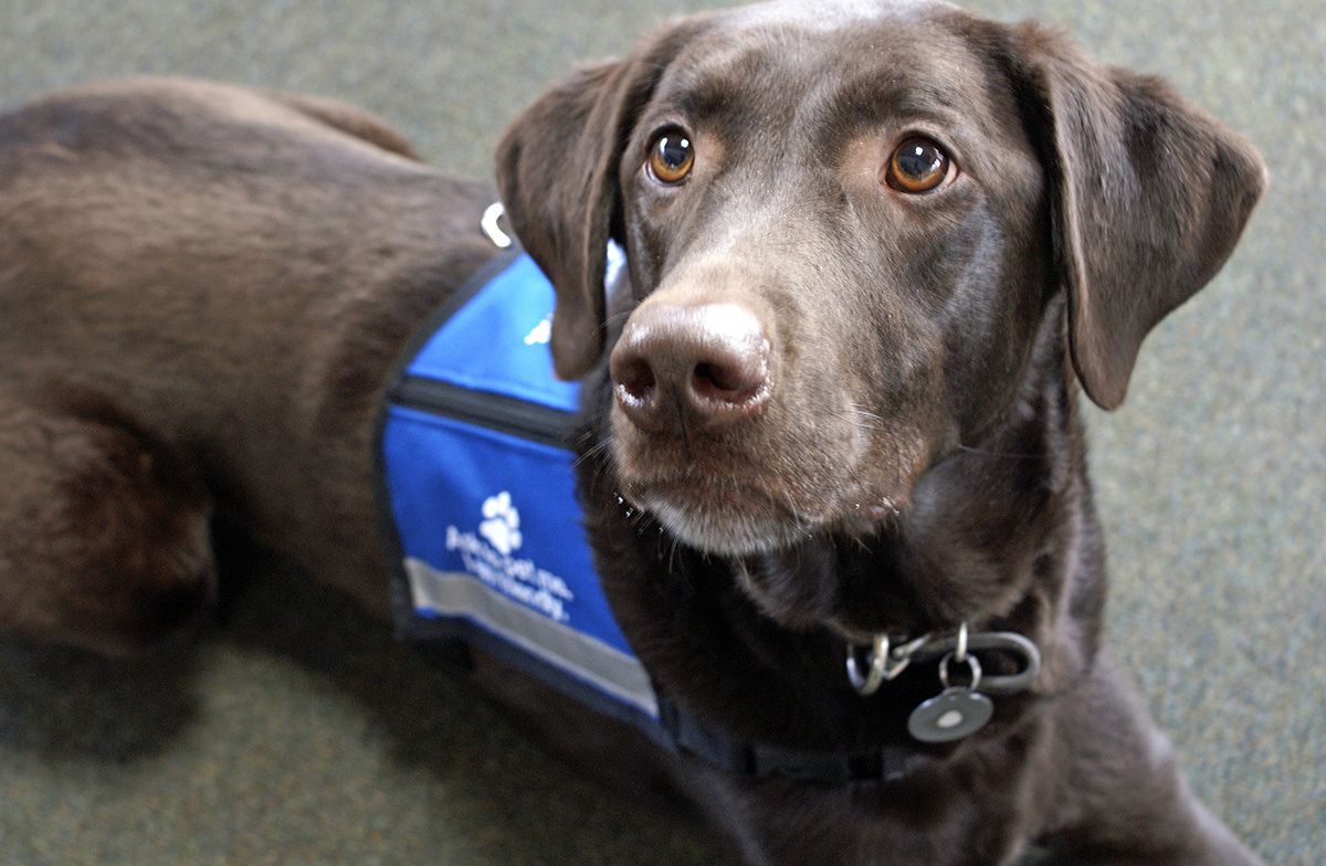 United Updates Policy Around Emotional Support Animals United Hub